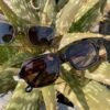 【Unisex】SUNSKI | サンスキー　Lago - TORTOISE ROSE [SUNLATRO] - 画像 (8)