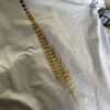【Men's】patagonia | パタゴニア　Men's Take a Stand Responsibili-Tee - PHEASANT TAIL : WHITE - 画像 (8)