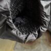 【Men's】patagonia | パタゴニア　Men's Fitz Roy Down Hoody - BLACK [85500] - 画像 (14)