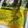 【Men's】THE NORTH FACE | ザ・ノースフェイス　S/S Yosemite Scenery Tee - ホワイト [NT32436] - 画像 (6)